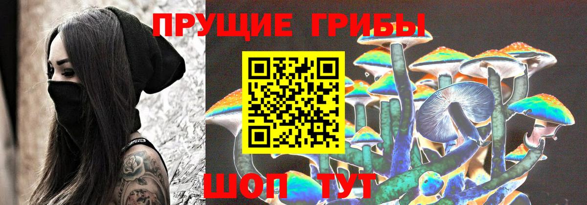 Псилоцибиновые грибы Psilocybine cubensis Дербент